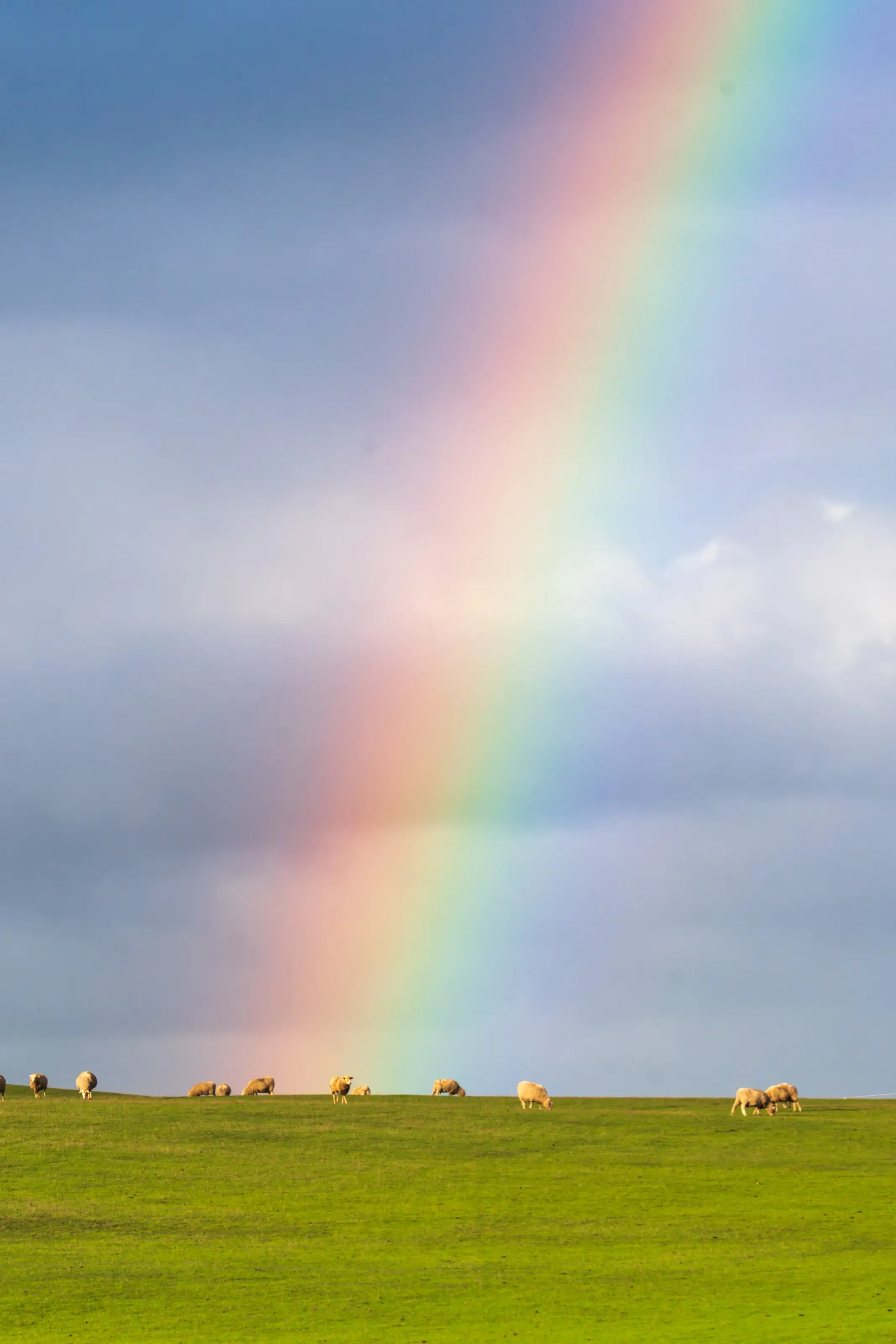 A rainbow falling onto a sheep pasture under clearing storm clouds