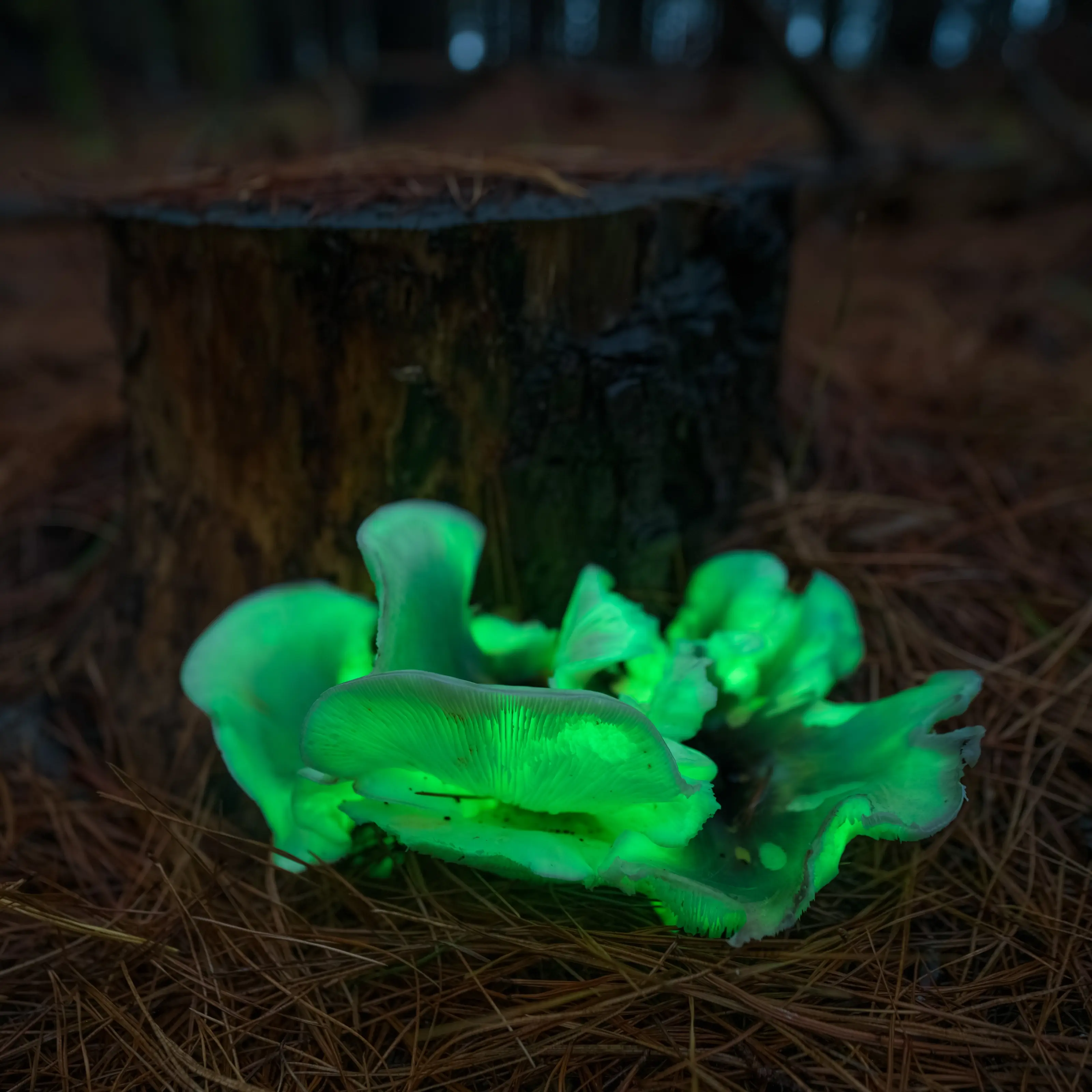 Ghost Fungi · The Dark Sky No.1