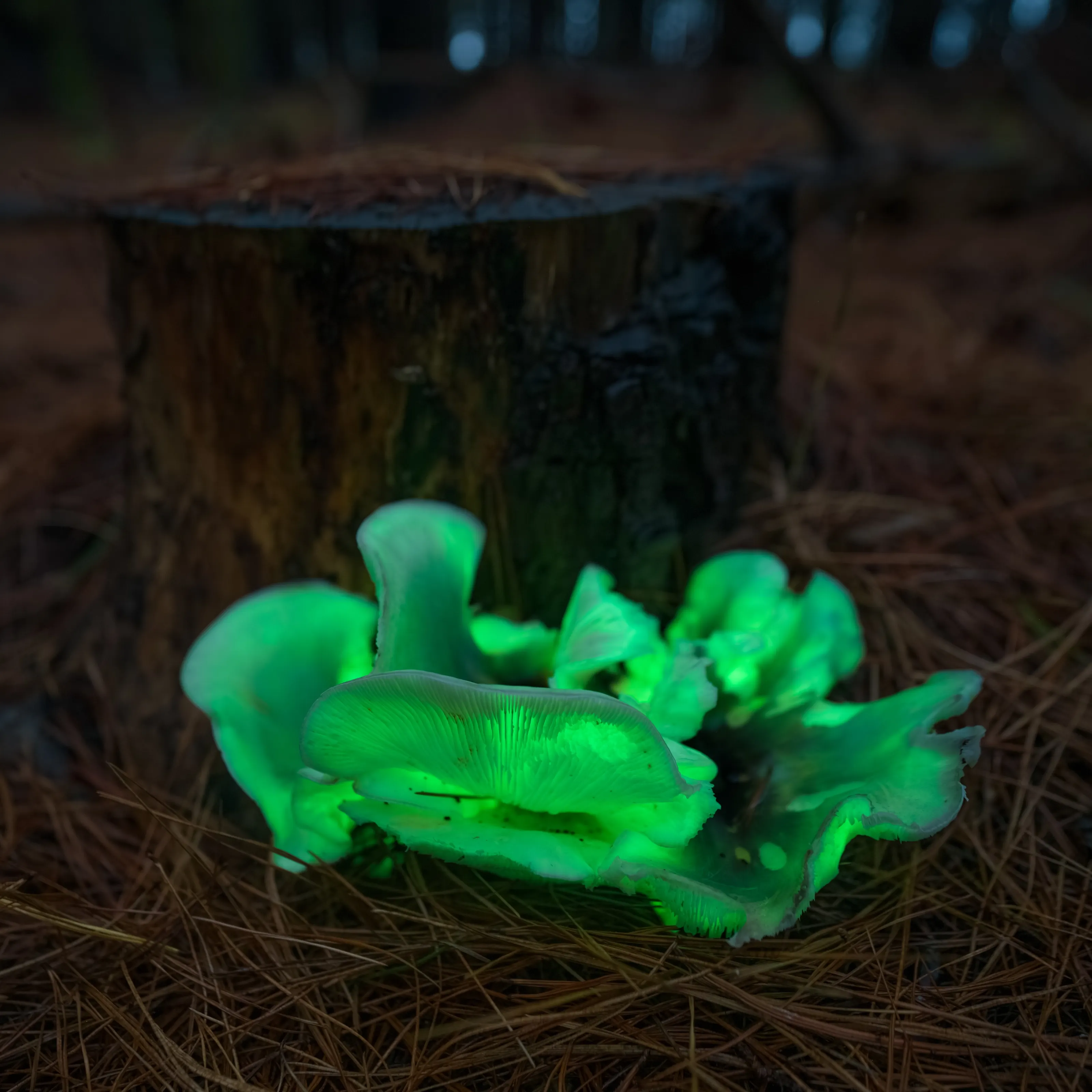 Ghost fungi glowing green on a forest floor