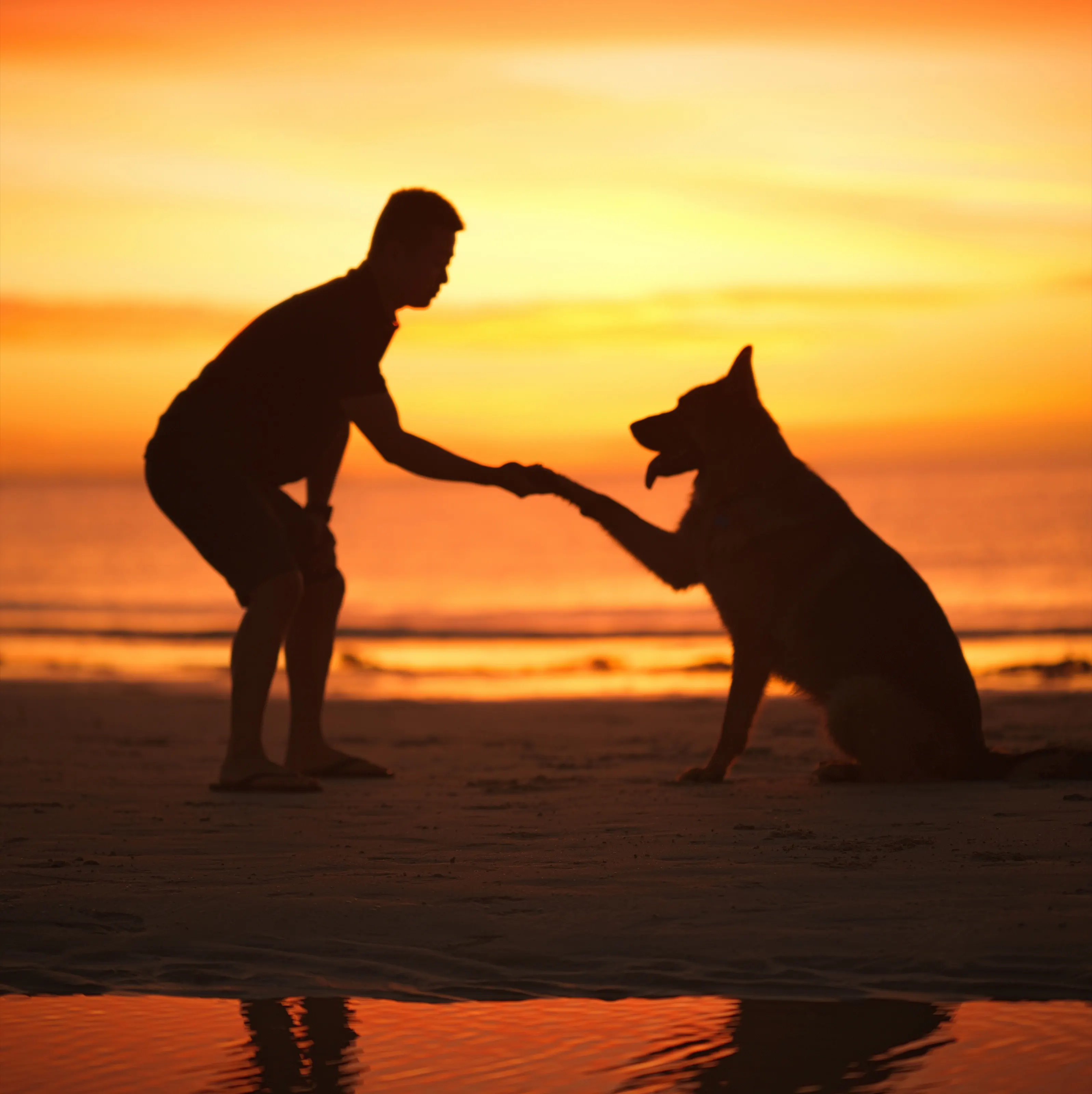 A man and his dog shaking hands at sunset on the beach